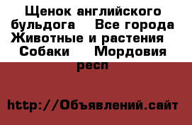 Щенок английского бульдога  - Все города Животные и растения » Собаки   . Мордовия респ.
